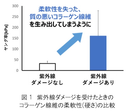 紫外線ダメージを受けたコラーゲン細胞に 「加水分解コラーゲン」や「ビタミンC誘導体」を加えることで 本来の柔軟性を持つコラーゲン線維を生み出す効果を発見